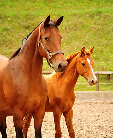 Glory Fire v. Alter Fritz - Saint Cyr - Trakehner Gestt Hmelschenburg - Foto: Beate Langels