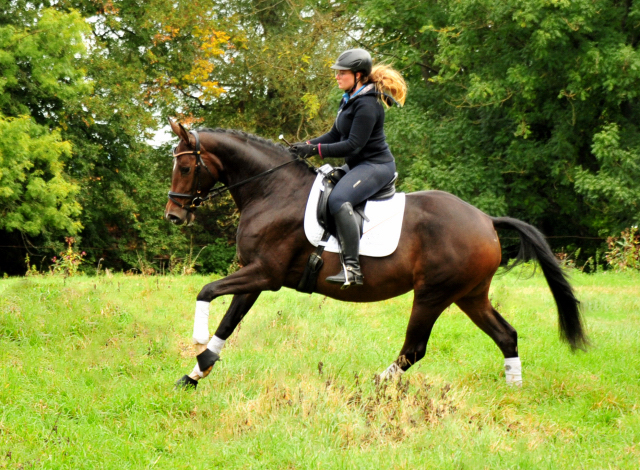 Prmienstute Val d'Isere v. High Motion x Exclusiv x Showmaster - Foto: Beate Langels - 
Trakehner Gestt Hmelschenburg