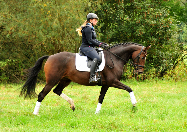 Prmienstute Val d'Isere v. High Motion x Exclusiv x Showmaster - Foto: Beate Langels - 
Trakehner Gestt Hmelschenburg