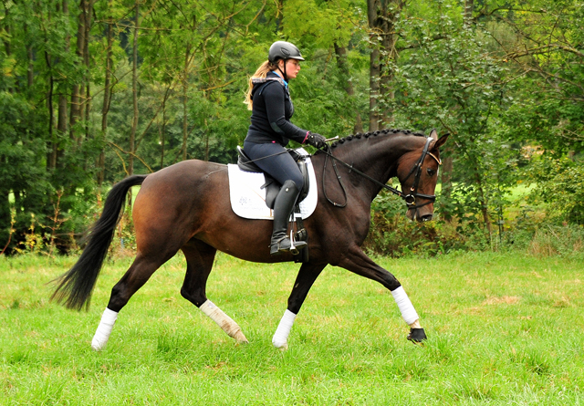 Prmienstute Val d'Isere v. High Motion x Exclusiv x Showmaster - Foto: Beate Langels - 
Trakehner Gestt Hmelschenburg