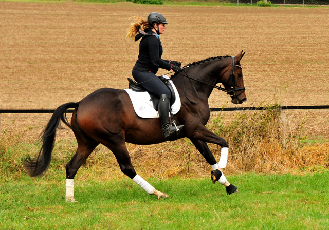 Prmienstute Val d'Isere v. High Motion x Exclusiv x Showmaster - Foto: Beate Langels - 
Trakehner Gestt Hmelschenburg