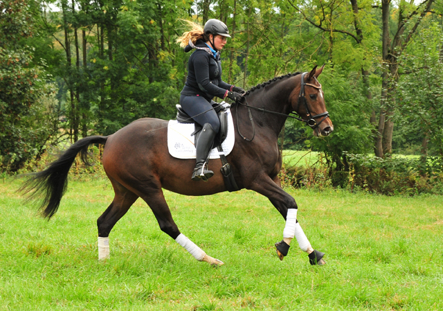 Prmienstute Val d'Isere v. High Motion x Exclusiv x Showmaster - Foto: Beate Langels - 
Trakehner Gestt Hmelschenburg