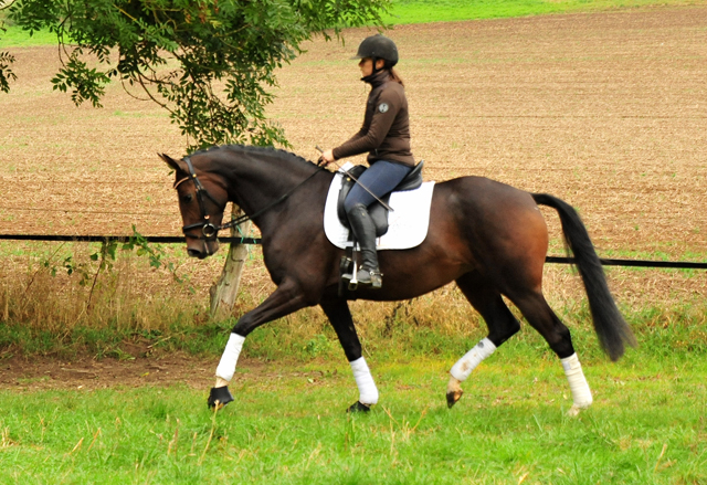 Prmienstute Val d'Isere v. High Motion x Exclusiv x Showmaster - Foto: Beate Langels - 
Trakehner Gestt Hmelschenburg