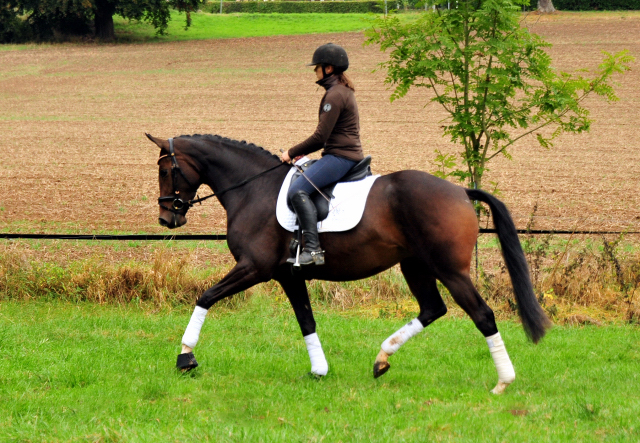 Prmienstute Val d'Isere v. High Motion x Exclusiv x Showmaster - Foto: Beate Langels - 
Trakehner Gestt Hmelschenburg