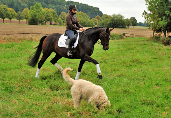 Prmienstute Val d'Isere v. High Motion x Exclusiv x Showmaster - Foto: Beate Langels - 
Trakehner Gestt Hmelschenburg