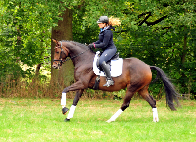 Prmienstute Val d'Isere v. High Motion x Exclusiv x Showmaster - Foto: Beate Langels - 
Trakehner Gestt Hmelschenburg