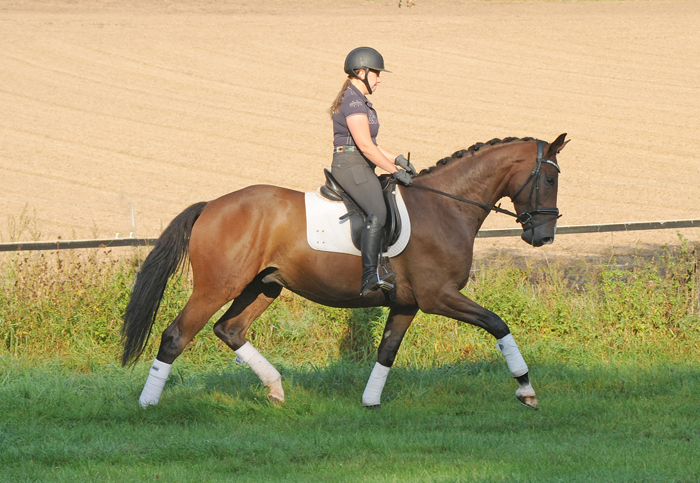 Tom Taylor von Zauberdeyk u.d. Pr.u.StPrSt. Tacyra v. Saint Cyr - Foto: Beate Langels - 
Trakehner Gestt Hmelschenburg