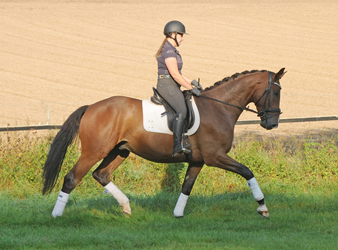 Trakehner Hengstfohlen by Zauberdeyk out of Pr.a. StPrSt. Tacyra
by Saint Cyr - Gestt Hmelschenburg - Beate Langels