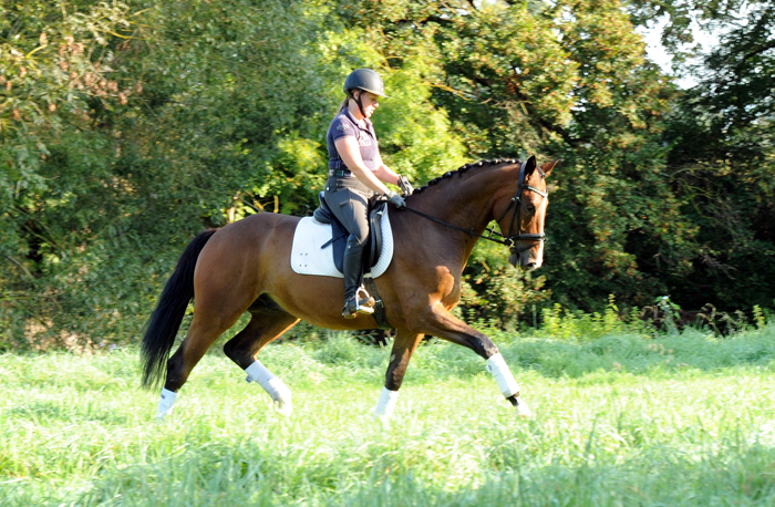 Tom Taylor von Zauberdeyk u.d. Pr.u.StPrSt. Tacyra v. Saint Cyr - Foto: Beate Langels - 
Trakehner Gestt Hmelschenburg