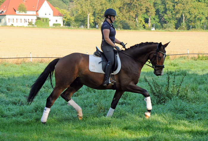 Tom Taylor von Zauberdeyk u.d. Pr.u.StPrSt. Tacyra v. Saint Cyr - Foto: Beate Langels - 
Trakehner Gestt Hmelschenburg