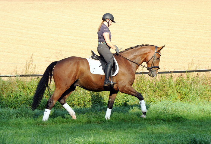 Tom Taylor von Zauberdeyk u.d. Pr.u.StPrSt. Tacyra v. Saint Cyr - Foto: Beate Langels - 
Trakehner Gestt Hmelschenburg