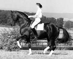 Trakehner Hengst Kostolany von Enrico Caruso u.d. Kapstadt von Falke