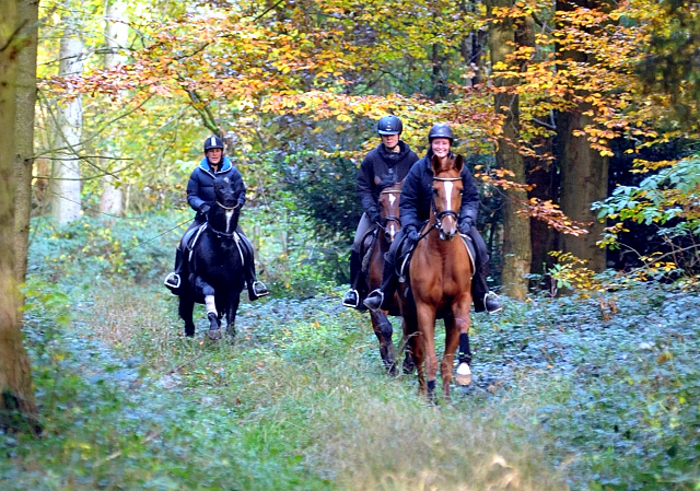 Ausritt mit den 3jhrigen BE FAIR und APOLLO sowie der 4jhrigen KITTY am 28.10.2015  - Foto Beate Langels - Trakehner Gestt Hmelschenburg