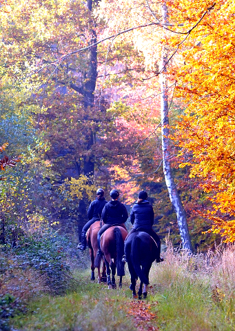 Ausritt mit den 3jhrigen BE FAIR und APOLLO sowie der 4jhrigen KITTY am 28.10.2015  - Foto Beate Langels - Trakehner Gestt Hmelschenburg