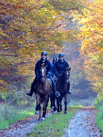 Ausritt mit den 3jhrigen BE FAIR und APOLLO sowie der 4jhrigen KITTY am 28.10.2015  - Foto Beate Langels - Trakehner Gestt Hmelschenburg