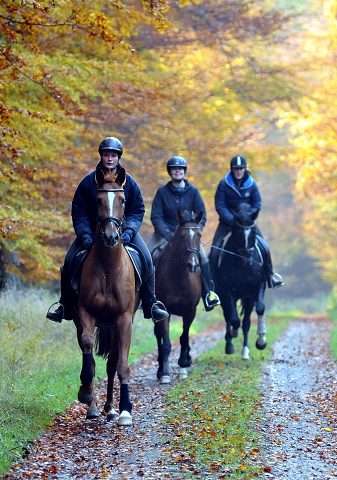 Ausritt mit den 3jhrigen BE FAIR und APOLLO sowie der 4jhrigen KITTY am 28.10.2015  - Foto Beate Langels - Trakehner Gestt Hmelschenburg