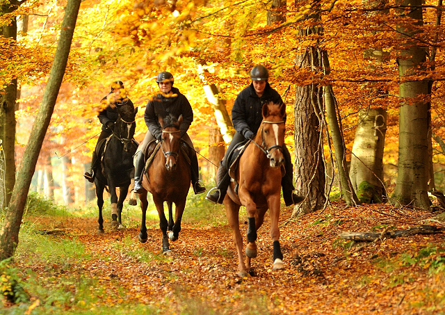 Ausritt mit den 3jhrigen BE FAIR und APOLLO sowie der 4jhrigen KITTY am 28.10.2015  - Foto Beate Langels - Trakehner Gestt Hmelschenburg