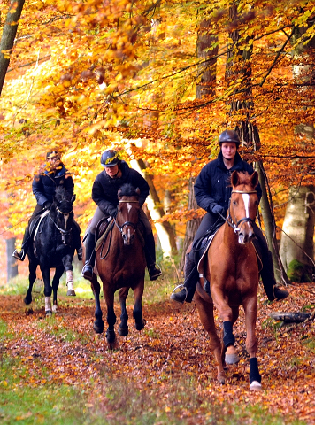 Ausritt mit den 3jhrigen BE FAIR und APOLLO sowie der 4jhrigen KITTY am 28.10.2015  - Foto Beate Langels - Trakehner Gestt Hmelschenburg