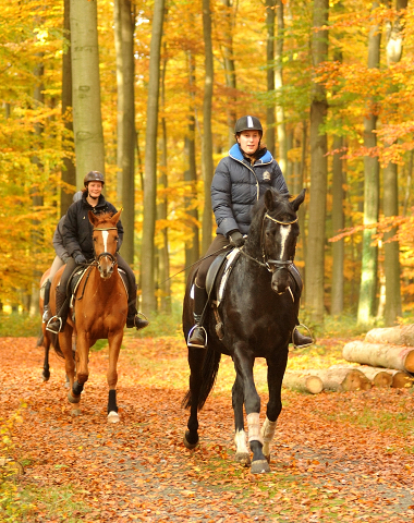 Ausritt mit den 3jhrigen BE FAIR und APOLLO sowie der 4jhrigen KITTY am 28.10.2015  - Foto Beate Langels - Trakehner Gestt Hmelschenburg