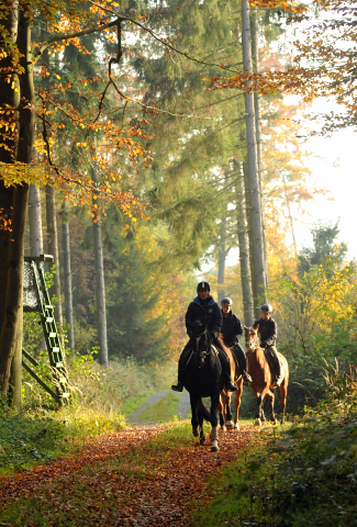 Ausritt mit den 3jhrigen BE FAIR und APOLLO sowie der 4jhrigen KITTY am 28.10.2015  - Foto Beate Langels - Trakehner Gestt Hmelschenburg
