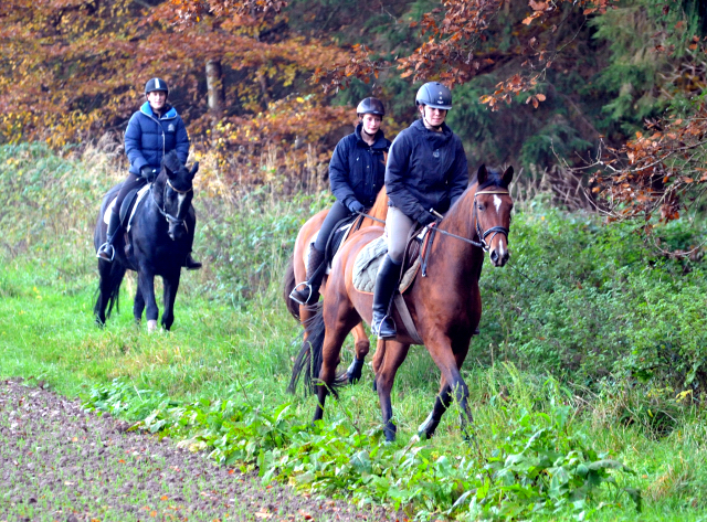 Ausritt mit den 3jhrigen BE FAIR und APOLLO sowie der 4jhrigen KITTY am 28.10.2015  - Foto Beate Langels - Trakehner Gestt Hmelschenburg