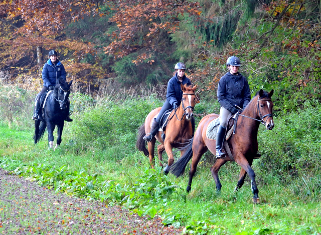 Ausritt mit den 3jhrigen BE FAIR und APOLLO sowie der 4jhrigen KITTY am 28.10.2015  - Foto Beate Langels - Trakehner Gestt Hmelschenburg