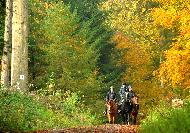 Ausritt mit den 3jhrigen BE FAIR und APOLLO sowie der 4jhrigen KITTY am 28.10.2015  - Foto Beate Langels - Trakehner Gestt Hmelschenburg