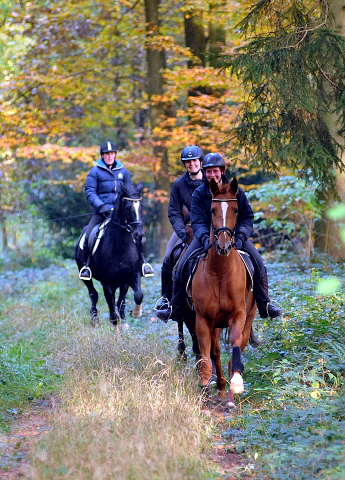 Ausritt mit den 3jhrigen BE FAIR und APOLLO sowie der 4jhrigen KITTY am 28.10.2015  - Foto Beate Langels - Trakehner Gestt Hmelschenburg