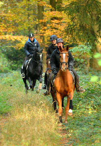 Ausritt mit den 3jhrigen BE FAIR und APOLLO sowie der 4jhrigen KITTY am 28.10.2015  - Foto Beate Langels - Trakehner Gestt Hmelschenburg