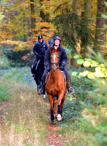 Ausritt mit den 3jhrigen BE FAIR und APOLLO sowie der 4jhrigen KITTY am 28.10.2015  - Foto Beate Langels - Trakehner Gestt Hmelschenburg