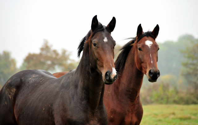 2jhriger Wallach von Saint Cyr u.d. Guendalina