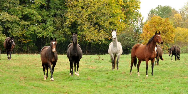 Die Zuchtstutenherde am 28. Oktober 2018 - Trakehner Gestt Hmelschenburg - Beate Langels