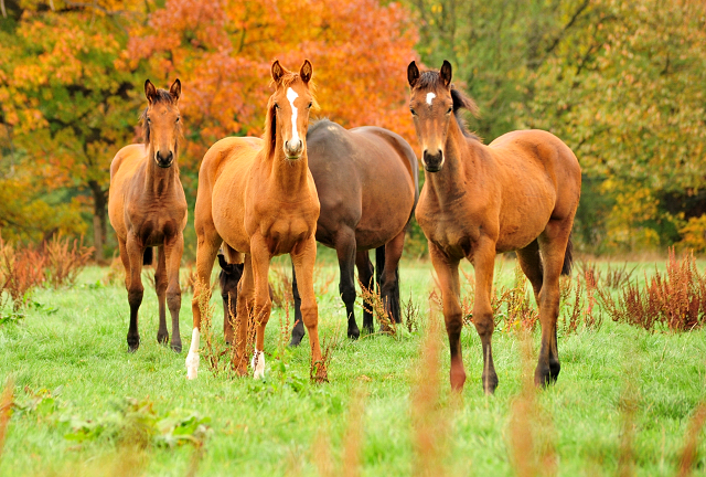 Glory Fire v. Alter Fritz - Saint Cyr - Trakehner Gestt Hmelschenburg - Foto: Beate Langels