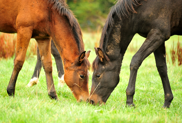 Klassic Moment v. His Moment und Kaisersonne v. Saint Cyr - Trakehner Gestt Hmelschenburg - Foto: Beate Langels