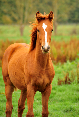 Glory Fire v. Alter Fritz - Saint Cyr - Trakehner Gestt Hmelschenburg - Foto: Beate Langels