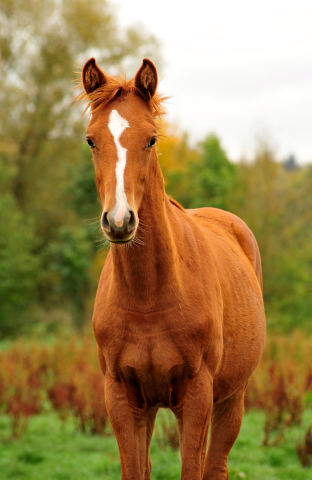 Glory Fire v. Alter Fritz - Saint Cyr - Trakehner Gestt Hmelschenburg - Foto: Beate Langels