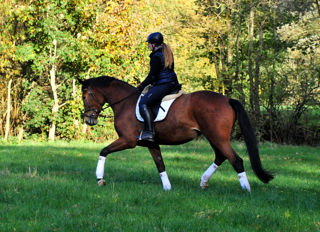 4jhrige Trakehner Stute von Honor du Soir u.d. Elitestute Karena v. Freudenfest
- Foto: Beate Langels