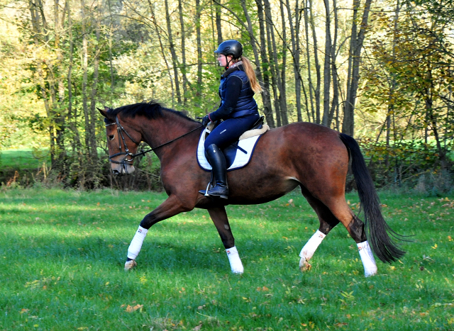 4jhrige Trakehner Stute von Honor du Soir u.d. Elitestute Karena v. Freudenfest
- Foto: Beate Langels