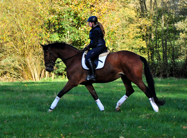 4jhrige Trakehner Stute von Honor du Soir u.d. Elitestute Karena v. Freudenfest
- Foto: Beate Langels