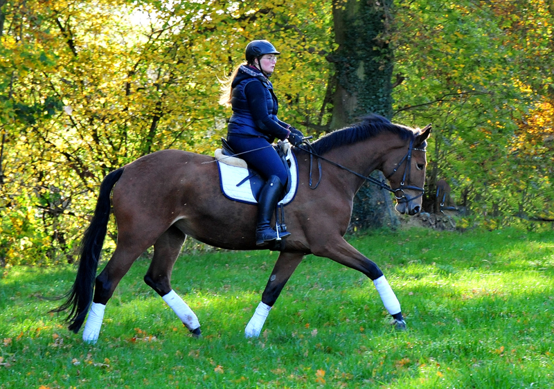 Kalena 4jhrige Trakehner Stute von Honor du Soir u.d. Elitestute Karena v. Freudenfest
- Foto: Beate Langels