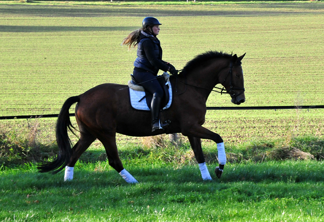 4jhrige Trakehner Stute von Honor du Soir u.d. Elitestute Karena v. Freudenfest
- Foto: Beate Langels