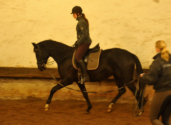 Schwalbensiegel von Kostolany u.d. Pr.,StPr. u. Elitestute Schwalbenspiel v. Exclusiv - Foto: Beate Langels - Zchter : Trakehner Gestt Hmelschenburg