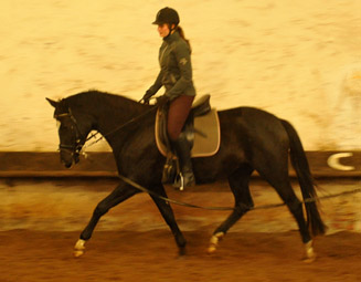 Schwalbensiegel von Kostolany u.d. Pr.,StPr. u. Elitestute Schwalbenspiel v. Exclusiv - Foto: Beate Langels - Zchter : Trakehner Gestt Hmelschenburg