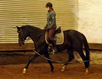 Schwalbensiegel von Kostolany u.d. Pr.,StPr. u. Elitestute Schwalbenspiel v. Exclusiv - Foto: Beate Langels - Zchter : Trakehner Gestt Hmelschenburg