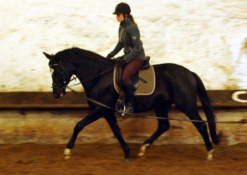 Schwalbensiegel von Kostolany u.d. Pr.,StPr. u. Elitestute Schwalbenspiel v. Exclusiv - Foto: Beate Langels - Zchter : Trakehner Gestt Hmelschenburg