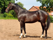 Trakehner Gest�t H�melschenburg - Beate Langels