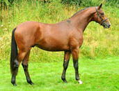 Trakehner Gest�t H�melschenburg - Beate Langels
