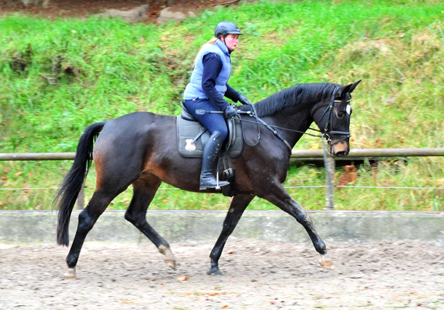 Kaiserherz v. Kostolany - Foto: Beate Langels - 
Trakehner Gestt Hmelschenburg