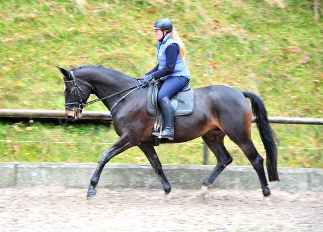 Kaiserherz v. Kostolany - Foto: Beate Langels - 
Trakehner Gestt Hmelschenburg