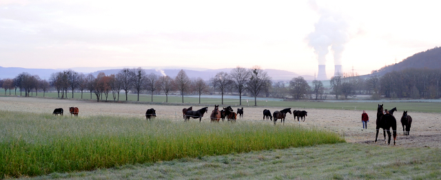 27. November 2021 in Hmelschenburg  - Foto: Beate Langels - Trakehner Gestt Hmelschenburg